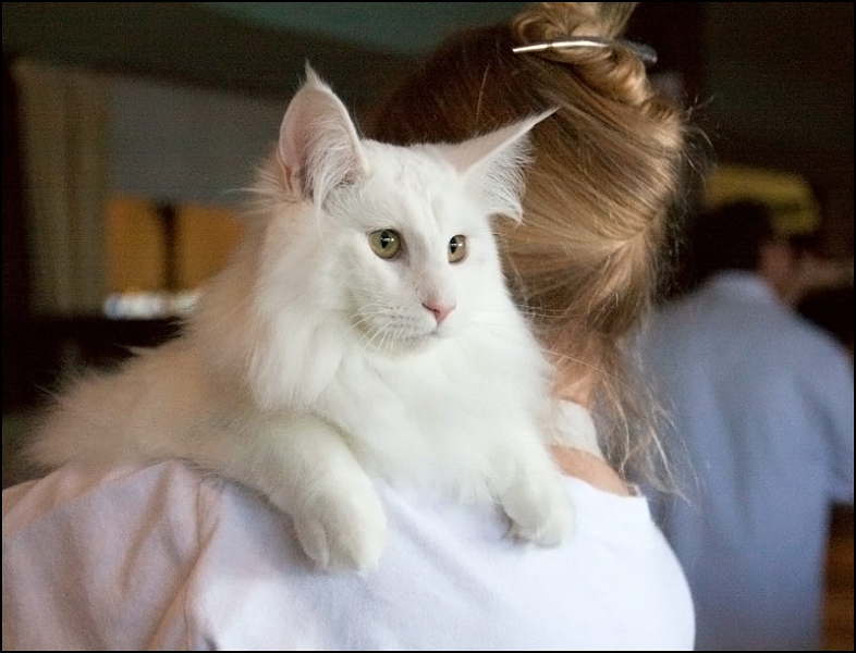 Wonderwoods Easy Rider 3.jpg - Wonderwoods Easy Rider